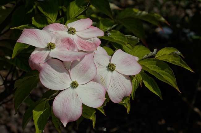 Jardin des Impressionnistes-MAI14-017